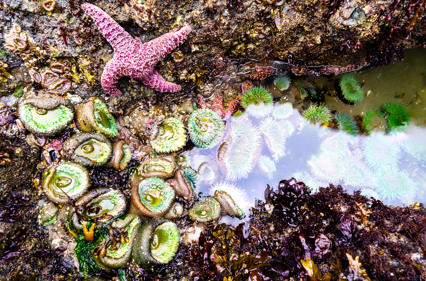 Museum-Quality Matte Paper Poster- "Tidepooling", Rialto Beach, Olympic National Park, Washington, USA 30x45 cm / 12x18″