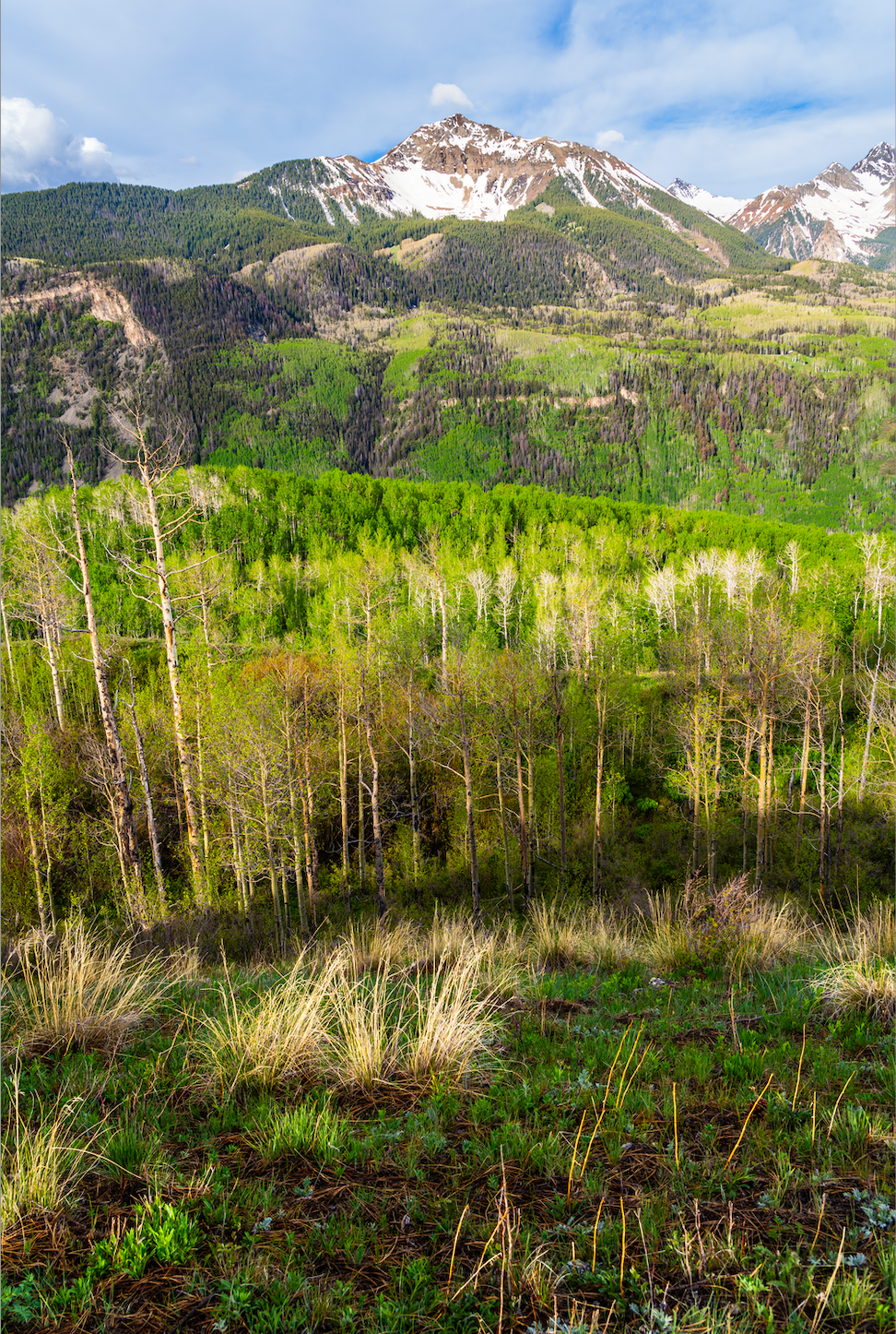 Museum-Quality Matte Paper Poster- "Lime Aspens", Uncompahgre National Forest, San Juan Mountains, Colorado, USA 30x45 cm / 12x18″