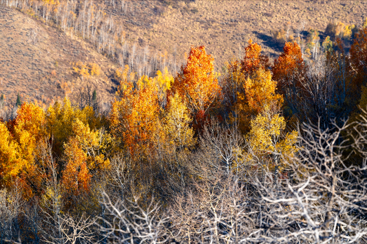 Museum-Quality Matte Paper Poster- "Last Leaves", Cache National Forest, Utah, USA 30x45 cm / 12x18″