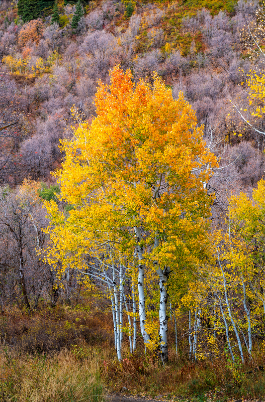 Museum-Quality Matte Paper Poster- "Peak Foliage", Uinta National Forest, Utah, USA 30x45 cm / 12x18″