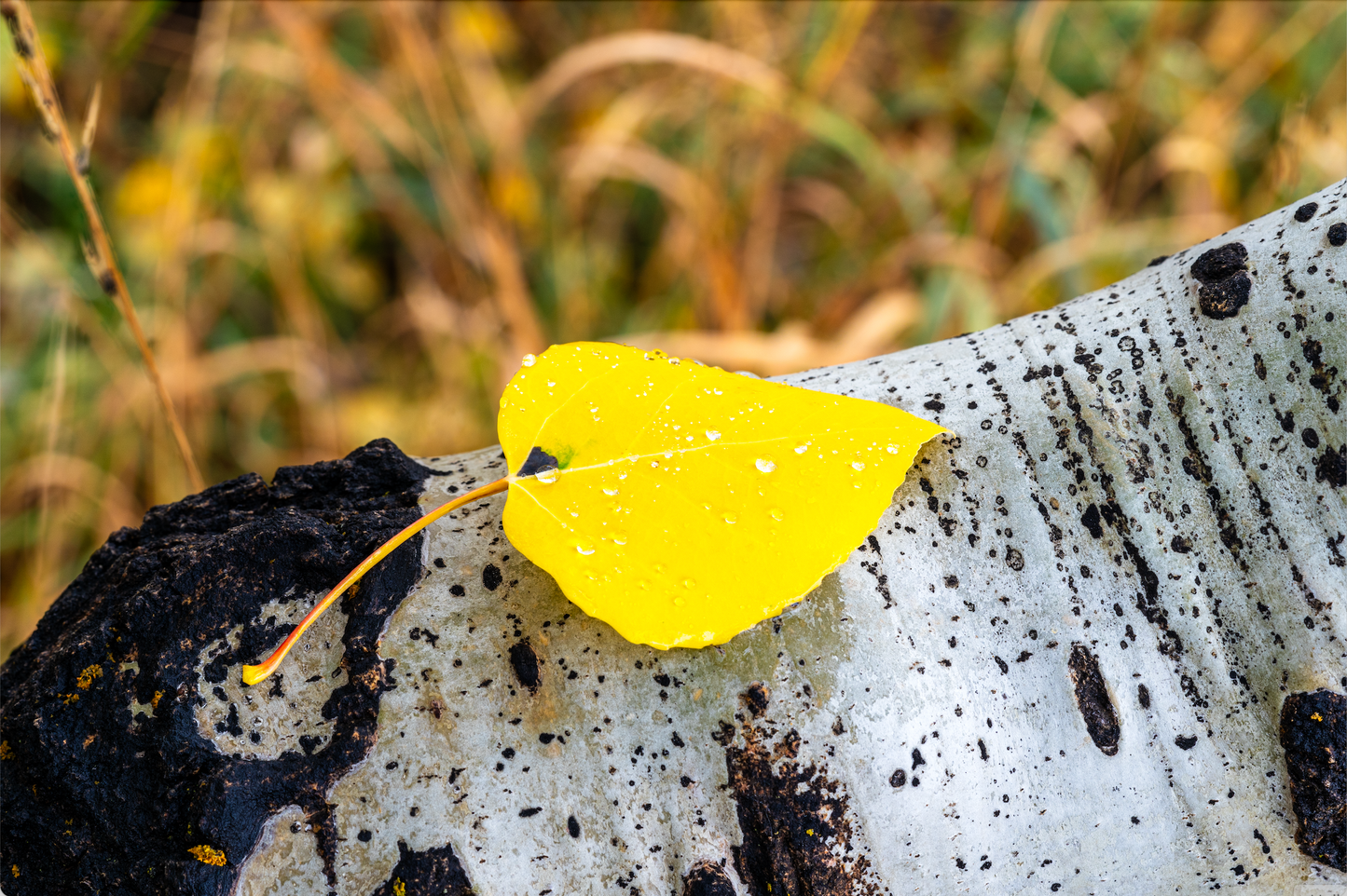 Museum-Quality Matte Paper Poster- "Aspen Dew Drops", Mt. Timpanogos, Utah, USA 30x45 cm / 12x18″