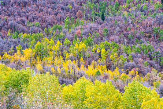 Museum-Quality Matte Paper Poster- "Rainbow Forest", Wasatch Front, Utah, USA 30x45 cm / 12x18″