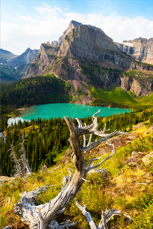 Museum-Quality Matte Paper Poster- "Whitebark Pine Above Grinnell Lake", Glacier National Park, Montana, USA 30x45 cm / 12x18″