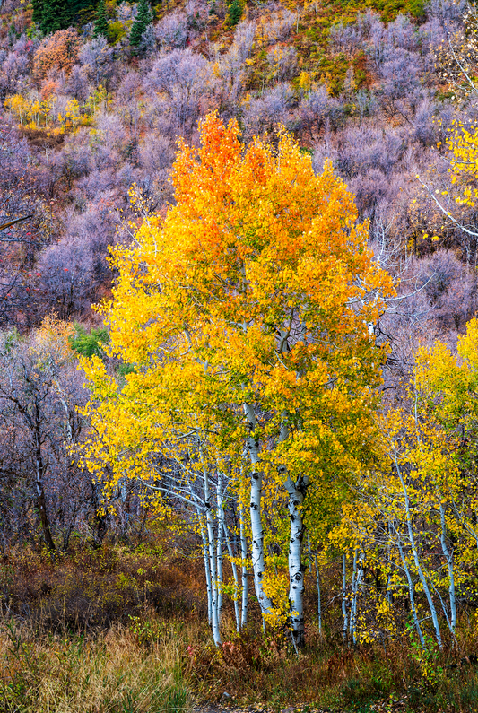 Museum-Quality Matte Paper Poster- "Show of Foliage", Wasatch Front, Uinta National Forest, Utah, USA 30x45 cm / 12x18″