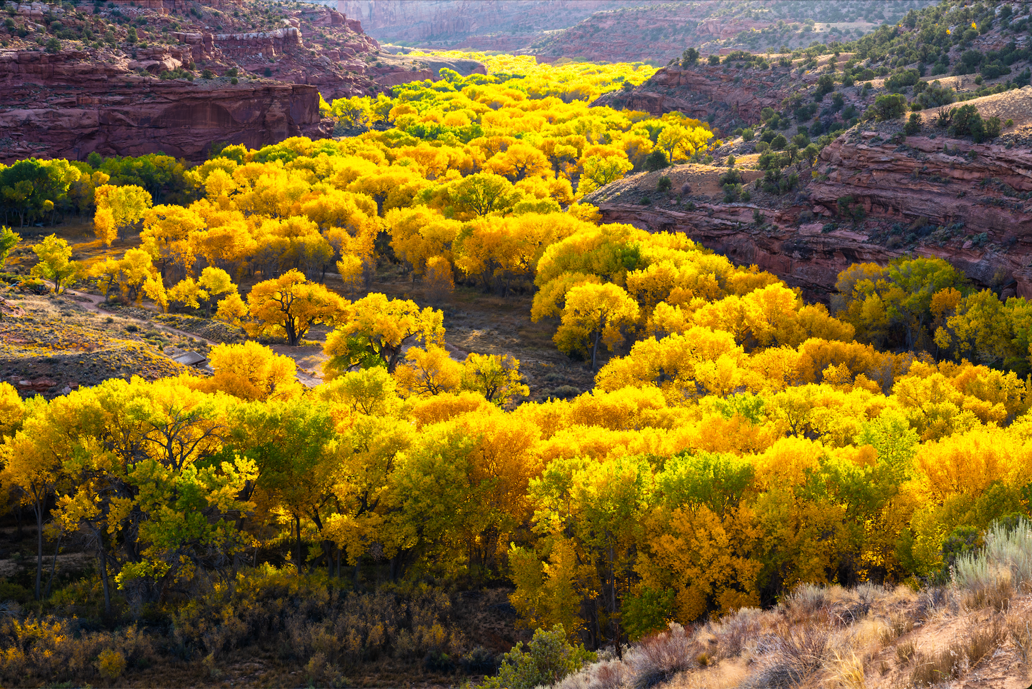 Museum-Quality Matte Paper Poster- "Cottonwoods from Kiva Koffeehouse", Escalante, Utah, USA 30x45 cm / 12x18″