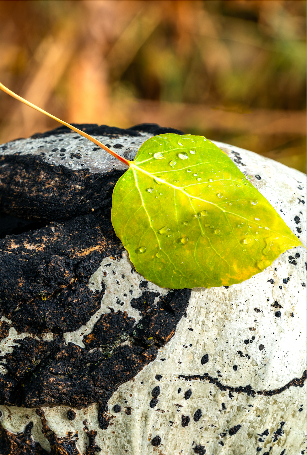 Museum-Quality Matte Paper Poster- "Lemon-Lime Season", Rocky Mountains, Utah, USA 30x45 cm / 12x18″