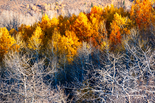 Museum-Quality Matte Paper Poster- "Last Leaves", Monte Cristo Campground, Cache National Forest, Utah, USA 30x45 cm / 12x18″